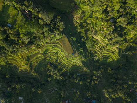 Aerial view of Tegallalang Rice Terrace with lush green terraced paddies dense tropical palm trees and intricate irrigation patterns in Kecamatan Tegallalang Bali Indonesia. Aerial view of Tegallalang Rice Terrace with lush green terraced paddies dense tropical palm trees and intricate irrigation patterns in Kecamatan Tegallalang Bali Indonesia.