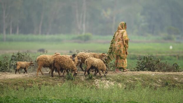 View of a woman herding sheep in a rural field in Bangladesh.