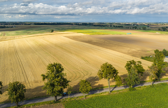 Aerial view of agricultural fields with golden wheat and harvested stubble bordered by a road lined with trees under a cloudy sky in Pomeranian Voivodeship Poland.