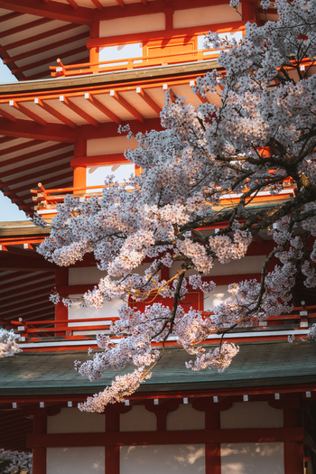 View of the vibrant red Chureito Pagoda framed by delicate cherry blossoms in full bloom a serene scene of Japanese beauty Fujiyoshida Yamanashi Japan.