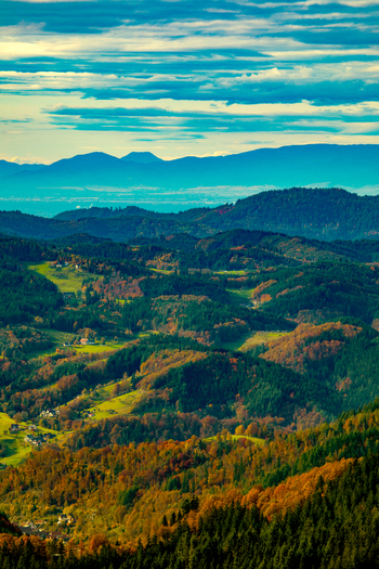 View of rolling hills covered in dense autumn forests with vibrant orange and green foliage under a cloudy blue sky in the Black Forest region Offenburg Baden Wurttemberg Germany. View of rolling hills covered in dense autumn forests with vibrant orange and green foliage under a cloudy blue sky in the Black Forest region Offenburg Baden Wurttemberg Germany.