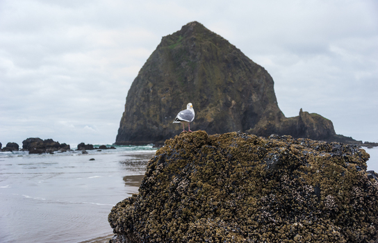 View of a seagull perched on a barnacle covered rock with the iconic Haystack Rock in the background on a cloudy day at Cannon Beach Oregon United States. View of a seagull perched on a barnacle covered rock with the iconic Haystack Rock in the background on a cloudy day at Cannon Beach Oregon United States.