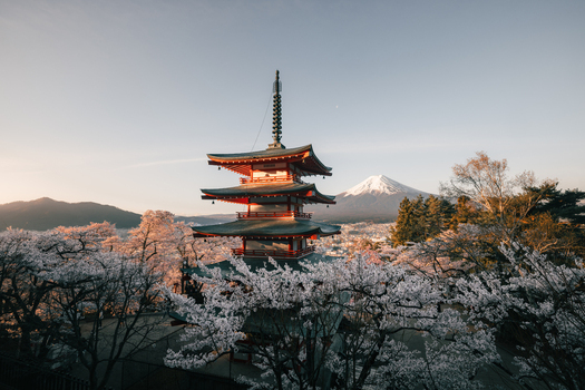 View of the vibrant vermillion Chureito Pagoda stands amidst a sea of delicate cherry blossoms with the majestic Mount Fuji in the backdrop Fujiyoshida Yamanashi Japan.
