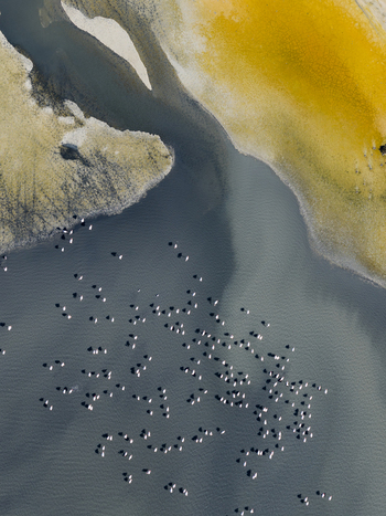 Aerial view of a flock of birds resting on the tranquil water contrasting with the golden sand and muddy shores San Pedro del Pinatar Region of Murcia Spain. Aerial view of a flock of birds resting on the tranquil water contrasting with the golden sand and muddy shores San Pedro del Pinatar Region of Murcia Spain.