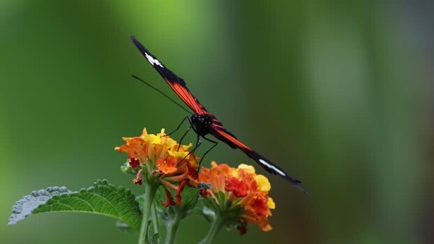 View of a black and red butterfly on orange flowers France.