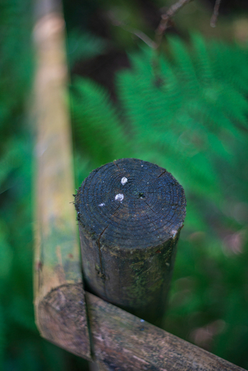 View of a weathered wooden fence post in the lush woodland of Deer Park surrounded by vibrant green ferns in Looe Cornwall United Kingdom. View of a weathered wooden fence post in the lush woodland of Deer Park surrounded by vibrant green ferns in Looe Cornwall United Kingdom.