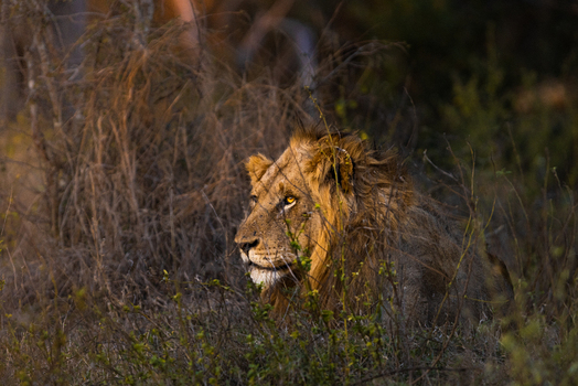 View of a male lion with a thick mane resting among dry bushes and tall grass during golden hour in Kruger Park Mpumalanga South Africa. View of a male lion with a thick mane resting among dry bushes and tall grass during golden hour in Kruger Park Mpumalanga South Africa.