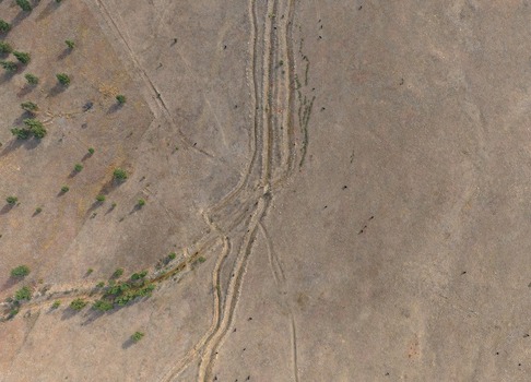 Aerial view of dry grassland with winding dirt tracks sparse green trees and cattle grazing in the open field in Golden Colorado United States.