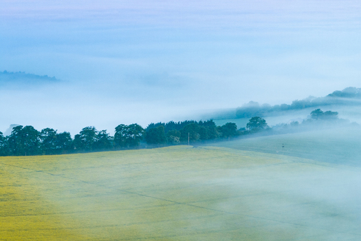 Aerial view of rolling yellow fields and a line of trees shrouded in thick morning mist in Nuffield Oxfordshire United Kingdom. Aerial view of rolling yellow fields and a line of trees shrouded in thick morning mist in Nuffield Oxfordshire United Kingdom.
