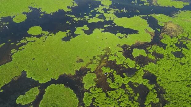 Aerial view of Lake Rawa Pening with floating vegetation Indonesia.