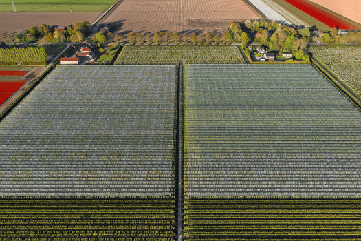 Aerial view of orchards covered with protective netting and colorful tulip fields under sunlight Flevoland Netherlands.
