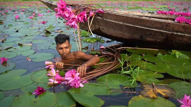 View of a man harvesting pink water lilies in Barishal Bangladesh. View of a man harvesting pink water lilies in Barishal Bangladesh.