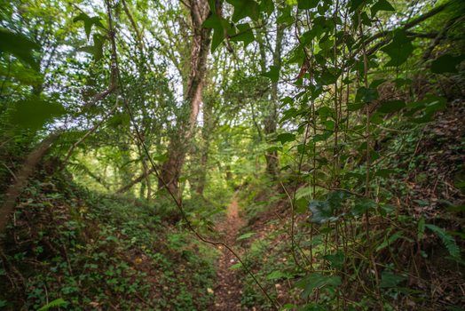 View of a lush woodland path winding through the dense trees and ivy covered slopes of Luxulyan Valley in Luxulyan Cornwall United Kingdom. View of a lush woodland path winding through the dense trees and ivy covered slopes of Luxulyan Valley in Luxulyan Cornwall United Kingdom.