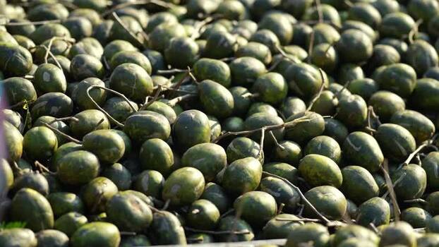 View of a large pile of fresh green hog plums in Bangladesh. View of a large pile of fresh green hog plums in Bangladesh.