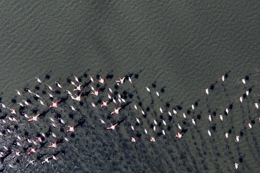 Aerial view of flamingos scattered across the water s surface creating patterns of pink and white against the dark water San Pedro del Pinatar Region of Murcia Spain. Aerial view of flamingos scattered across the water s surface creating patterns of pink and white against the dark water San Pedro del Pinatar Region of Murcia Spain.