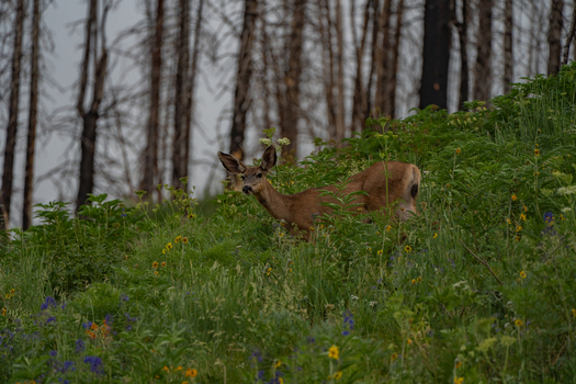 View of a deer standing in a lush meadow filled with wildflowers with a background of charred trees from a forest fire in Colorado United States. View of a deer standing in a lush meadow filled with wildflowers with a background of charred trees from a forest fire in Colorado United States.