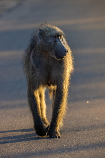 View of a baboon walking along a paved road with golden sunlight illuminating its fur in Kruger National Park Kruger Park Mpumalanga South Africa. View of a baboon walking along a paved road with golden sunlight illuminating its fur in Kruger National Park Kruger Park Mpumalanga South Africa.