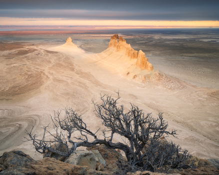 View of the dramatic limestone rock formations of the Bozzhyra tract in the desert landscape with a gnarled tree in the foreground at sunset Mangistau Mangystau Region Kazakhstan. View of the dramatic limestone rock formations of the Bozzhyra tract in the desert landscape with a gnarled tree in the foreground at sunset Mangistau Mangystau Region Kazakhstan.
