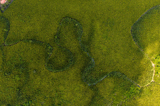 Aerial view of a winding river flowing through dense green mangrove forests in Opobo Town Rivers Nigeria. Aerial view of a winding river flowing through dense green mangrove forests in Opobo Town Rivers Nigeria.
