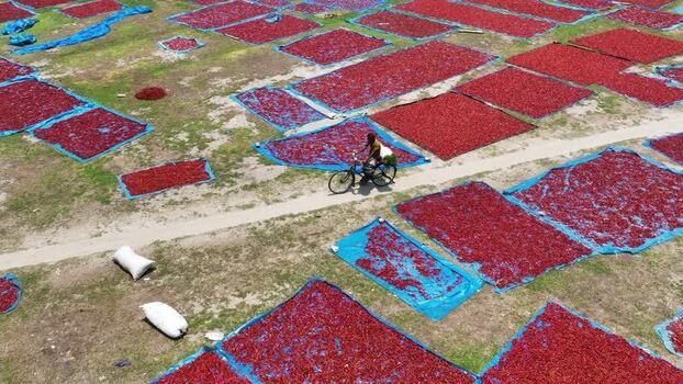 Aerial view of red chili peppers drying on tarps Bangladesh. Aerial view of red chili peppers drying on tarps Bangladesh.