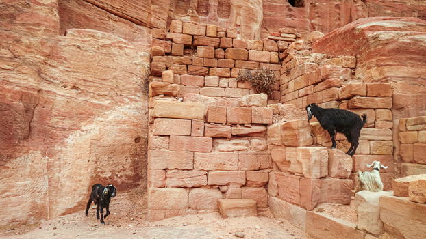 View of goats climbing on ancient sandstone ruins in the historic desert landscape of Wadi Musa Ma an Governorate Jordan. View of goats climbing on ancient sandstone ruins in the historic desert landscape of Wadi Musa Ma an Governorate Jordan.
