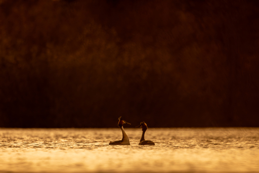 View of two great crested grebes swimming on a calm lake during golden hour with warm sunset light reflecting on the water Selestat Grand Est France.