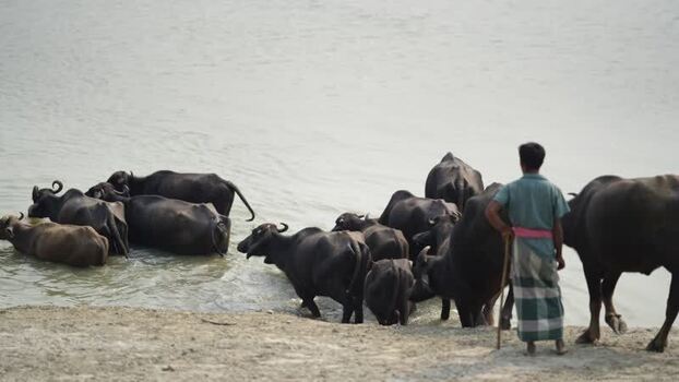 View of a herder with water buffaloes at a river Bangladesh. View of a herder with water buffaloes at a river Bangladesh.