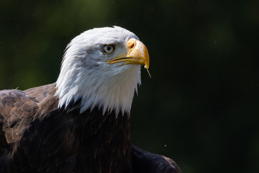 View of a majestic bald eagle in profile with its iconic white head and sharp yellow beak against a dark background in Selestat Grand Est France.