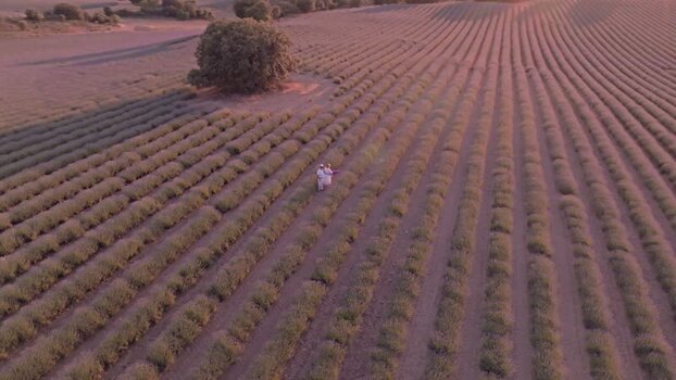 Aerial view of lavender fields in Brihuega Spain.