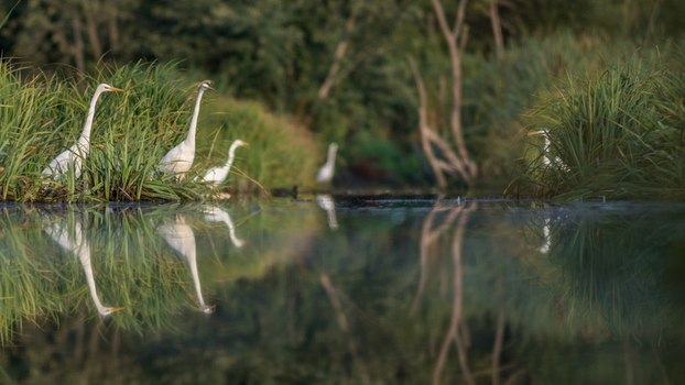 View of great egrets standing in tall grass along the calm water with their reflections visible on the surface in Debrzno Pomeranian Voivodeship Poland. View of great egrets standing in tall grass along the calm water with their reflections visible on the surface in Debrzno Pomeranian Voivodeship Poland.