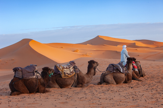 View of a person in traditional clothing riding a camel among resting camels in the vast Sahara desert dunes in Morocco.