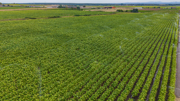 Aerial view of lush green agricultural fields with active irrigation systems in the rural landscape of Talayuela Extremadura Spain. Aerial view of lush green agricultural fields with active irrigation systems in the rural landscape of Talayuela Extremadura Spain.