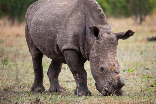 View of a rhino grazes peacefully its thick skin contrasting with the delicate grass showcasing nature s raw beauty Skukuza Mpumalanga South Africa.