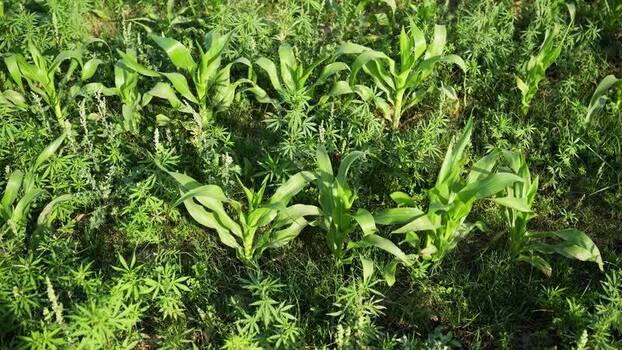 View of corn and cannabis plants growing in a field Nepal.