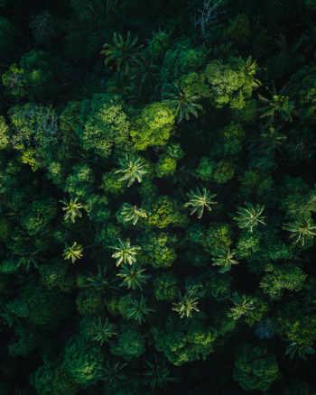Aerial view of a dense tapestry of verdant treetops a mosaic of deep greens and vibrant yellows Tabanan Bali Indonesia. Aerial view of a dense tapestry of verdant treetops a mosaic of deep greens and vibrant yellows Tabanan Bali Indonesia.