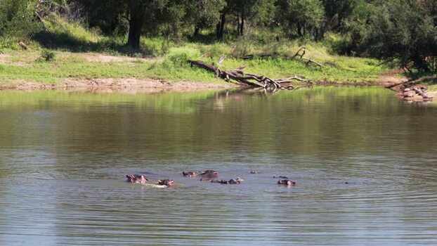 View of hippos in a river at Kruger National Park South Africa.