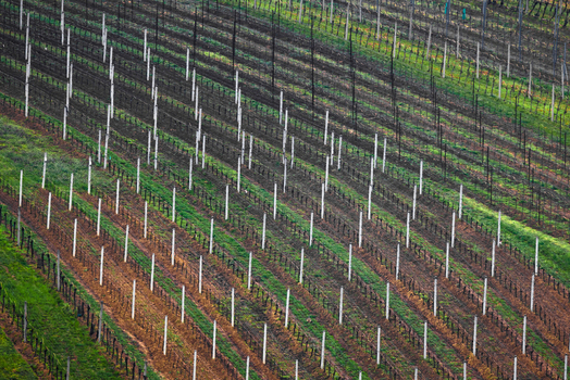 View of diagonal rows of a vineyard with wooden posts and green grass in Cejkovice South Moravian Region Czechia. View of diagonal rows of a vineyard with wooden posts and green grass in Cejkovice South Moravian Region Czechia.