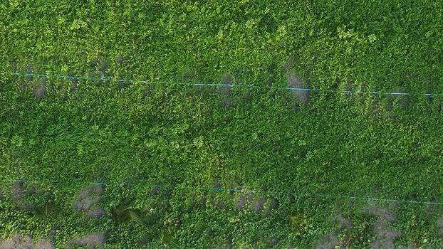 Aerial view of lush green agricultural fields in Thoddoo Maldives. Aerial view of lush green agricultural fields in Thoddoo Maldives.