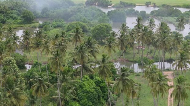 Aerial view of tropical palm trees and water in Sri Lanka.