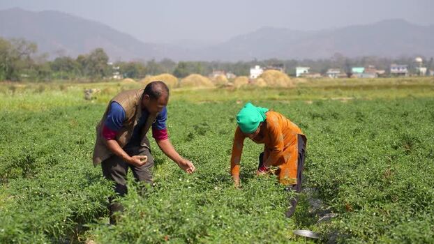 View of farmers working in a green field in Dang Nepal.