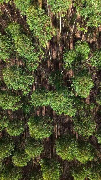 Aerial view of lush eucapyptus plantation forest canopy in Brazil.
