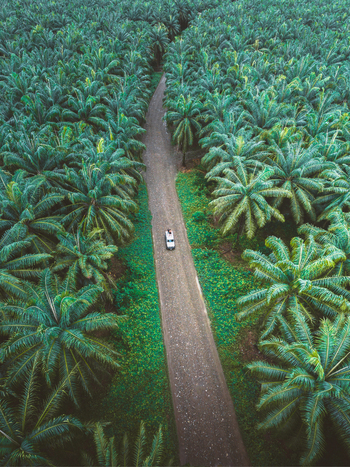 Aerial view of a vehicle driving along a dirt road through a lush palm oil plantation in Costa Rica.