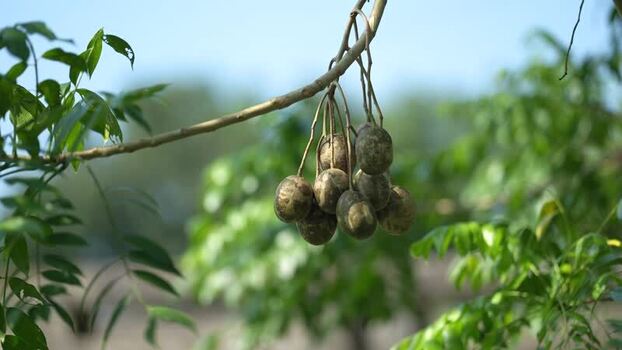 View of hog plums hanging from a tree branch Bangladesh. View of hog plums hanging from a tree branch Bangladesh.