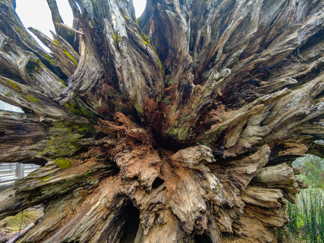 View of the intricate and weathered root system of a fallen giant sequoia tree with patches of green moss at Yosemite National Park California United States. View of the intricate and weathered root system of a fallen giant sequoia tree with patches of green moss at Yosemite National Park California United States.