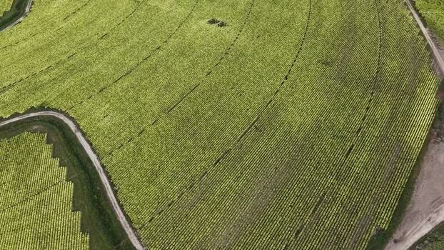 Aerial view of agricultural fields in Talayuela Spain. Aerial view of agricultural fields in Talayuela Spain.