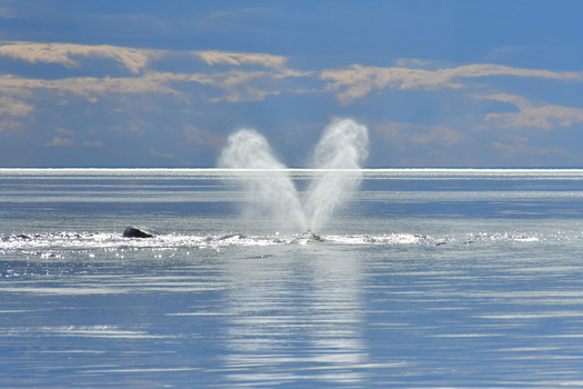 View of a southern right whale spouting water in a V shape spray on the calm blue sea near Puerto Piramides in Puerto Madryn Chubut Argentina. View of a southern right whale spouting water in a V shape spray on the calm blue sea near Puerto Piramides in Puerto Madryn Chubut Argentina.