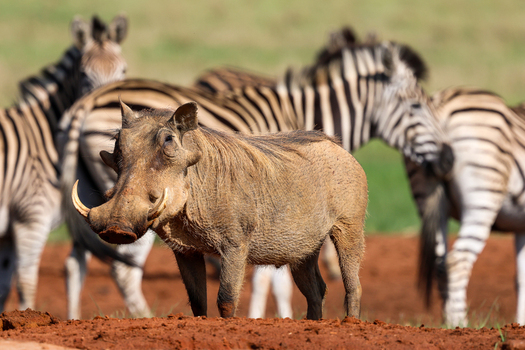 View of a rugged warthog with prominent tusks standing firmly on vibrant reddish brown earth while striped zebras blur in the soft background Kruger Park South Africa. View of a rugged warthog with prominent tusks standing firmly on vibrant reddish brown earth while striped zebras blur in the soft background Kruger Park South Africa.