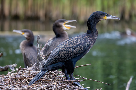View of three great cormorants perched on a twig nest by the water in Selestat Grand Est France.