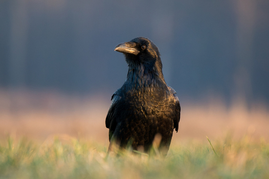 View of a common raven standing in a grassy field during golden hour in Debrzno Pomeranian Voivodeship Poland. View of a common raven standing in a grassy field during golden hour in Debrzno Pomeranian Voivodeship Poland.