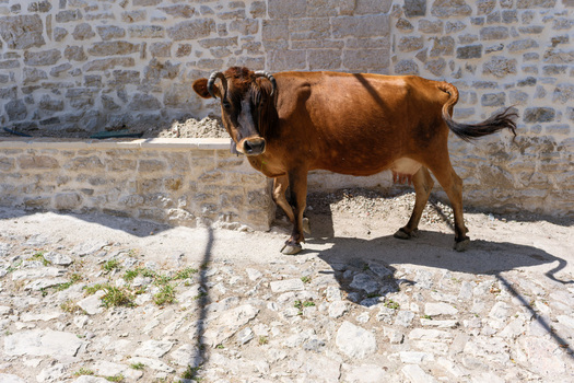 View of a brown cow standing on a cobblestone street next to a traditional stone wall in Qeparo Fshat Vlore County Albania. View of a brown cow standing on a cobblestone street next to a traditional stone wall in Qeparo Fshat Vlore County Albania.